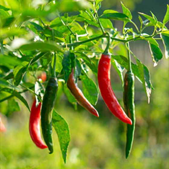 Red and green chillies ripening on the plant